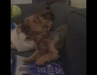 brown dog trying to catch ball in slow motion