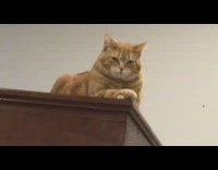 Orange cat lays with arms crossed 