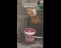Collab BitchMP - Hamster in bathroom climbing shelf pull up