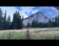 Man honks accidentally while filming elks around