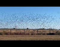 Flock of birds flies around in sync