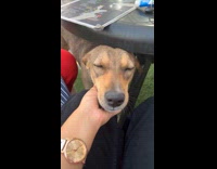 Dog receives chin rub from the filmer