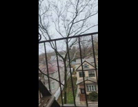 Birds flocks womans whole neighborhood for food pt 2