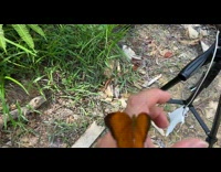Butterfly Lands on Camera Stand and Hand