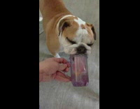 Dog eats licks smoothie drink blender cup