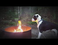 Dog bites smoke from camp fire