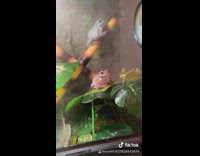 Collab VIBES - Pink frog sits on leaf aquarium tank 