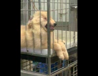 Puppy falls asleep with mouth through crate bars 