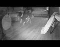 Pet dog rubs its face on the floor