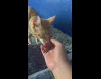 Collab DailyDoseOfInternet - Orange cat gets pet on head bed