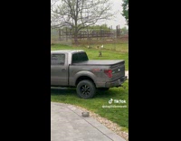 Dogs Chase After Lost Rooster on Yard