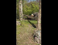 Panda rub itchy butt on tree log