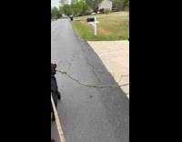 Dog carrying huge tree branch on walk 