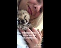 Taking care of cheetah cub 
