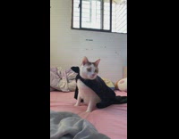 Cat with towel tied around itself like cape