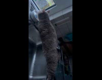 Cat balances and drinks water from sink