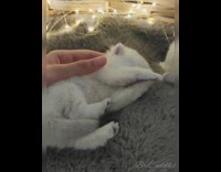 White kitten cat basket string lights blanket 