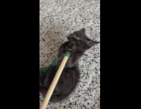 Small black kitten biting on the end of a stick on floor 
