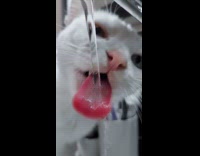 White cat licks tap water from faucet