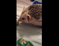 Collab BitchMP - Hedgehog doesnt like taste of sour warhead 