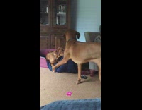 brown dog pulling blue blanket from dog bed