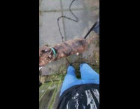 Dog reaches and makes filmer pants dirty