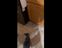 Grey cat meows then opens cabinet door