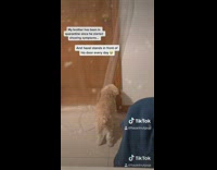 Brother in quarantine pets dog