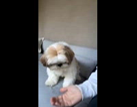 Dog throws tantrum over trick