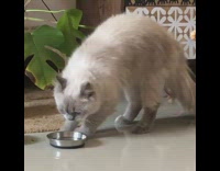 Cat digs scratches white floor metal bowl 