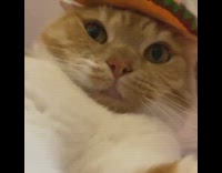 Brown cat wears small sombrero hat 