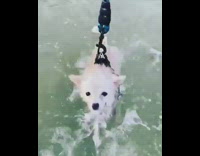Small dog swims black harness blue leash 