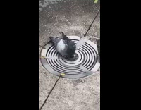 Collab DailyDoseOfInternet - Pigeon redirect ground fountain water to friends