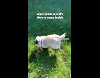 Pug run away from woman at backyard