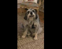 Pet dog scratches front paws with its back paws