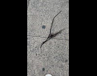 Braided hair extensions left on the street