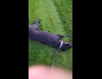 Dog on grass tries to remove collar