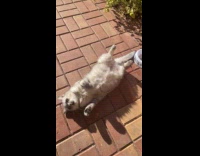 Cat lie down on ground under sunlight