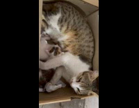 Stray cat with litter kittens on box 