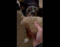 Dog bite and shake squeaky plushy toy