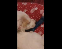Small dog sleeping with toy wakes up 