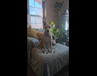 Dog moves ears when called by owner