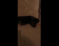 Brown cat stares at two dogs couch 