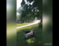 Compilation of two dog friends labrador retrievers 