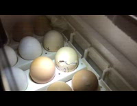 Time lapse of a chick hatch egg