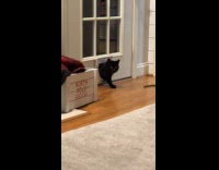 Man watching intruder cat going through cat door 