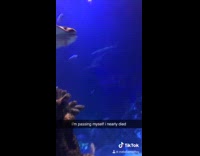 Sting ray aquarium scares recorder 