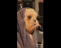 Collab BitchIG2 - Little dog cracked out purple towel blanket