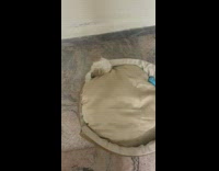 Small white dog hides between dog bed