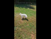 White dog too jumpy to play fetch